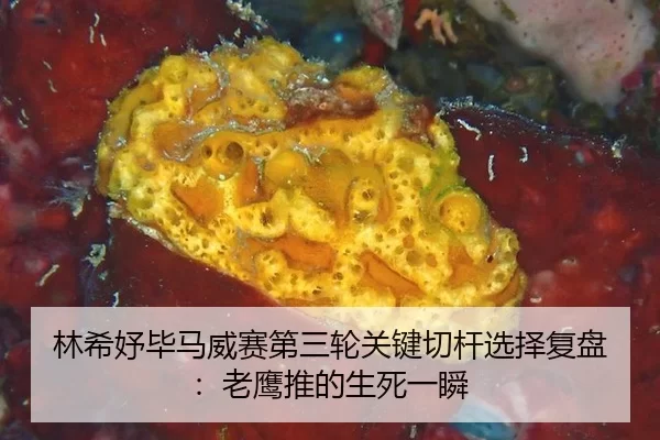 林希妤毕马威赛第三轮关键切杆选择复盘：老鹰推的生死一瞬